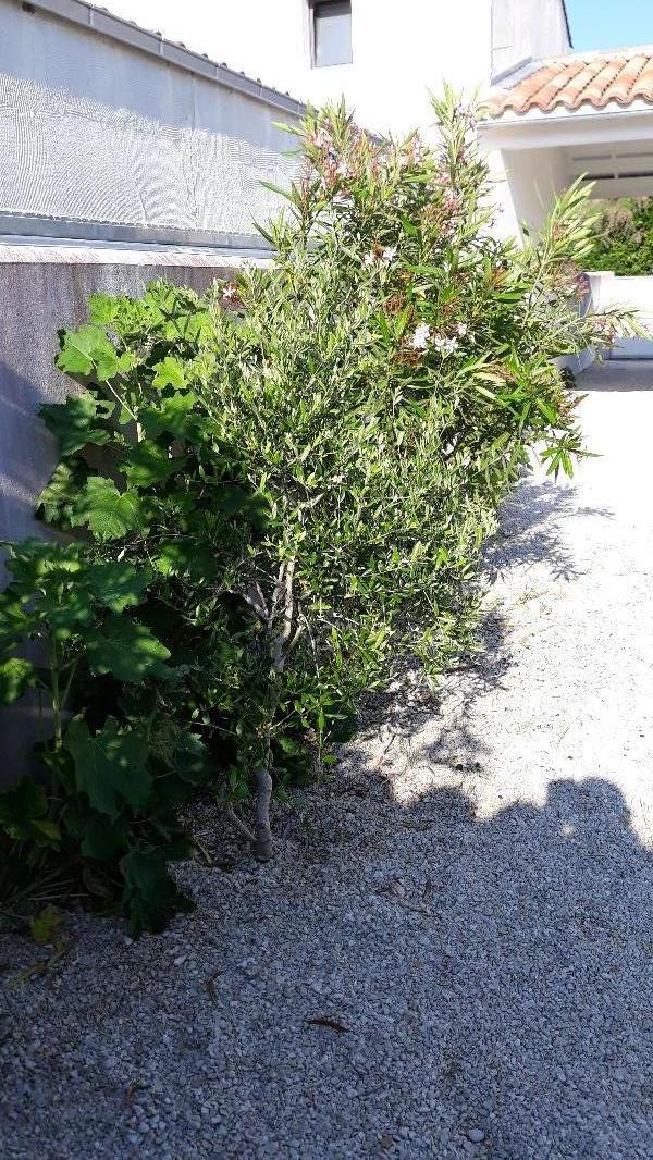 Photo 4 : JARDIN d'une maison située à Les Portes, île de Ré.