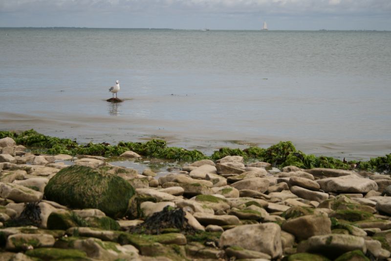 Photo 12 : AUTRE d'une maison située à La Flotte-en-Ré, île de Ré.