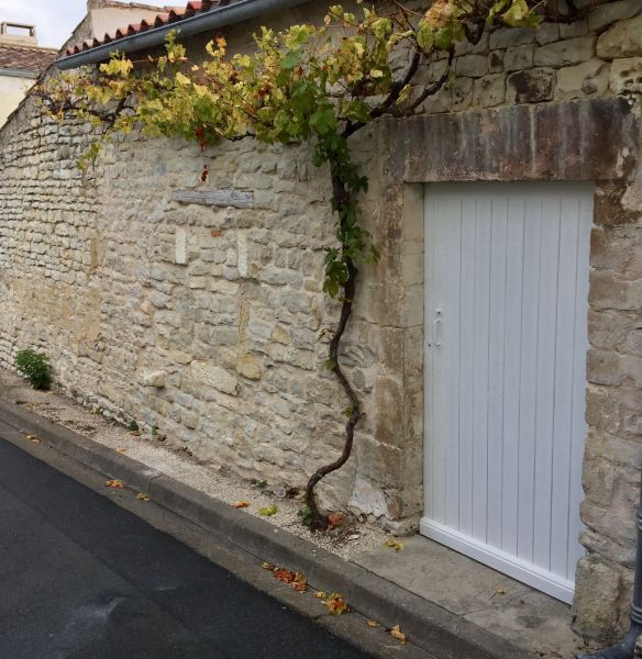 Photo 12 : NC d'une maison située à La Flotte-en-Ré, île de Ré.