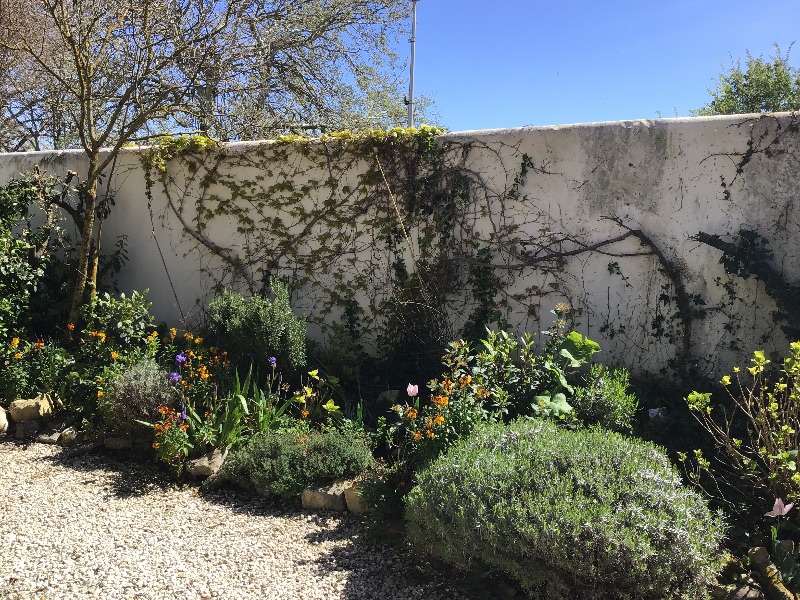 Photo 25 : JARDIN d'une maison située à Ars en Ré, île de Ré.