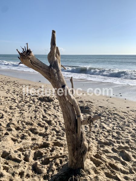 Photo 30 : EXTERIEUR d'une maison située à La Couarde-sur-mer, île de Ré.