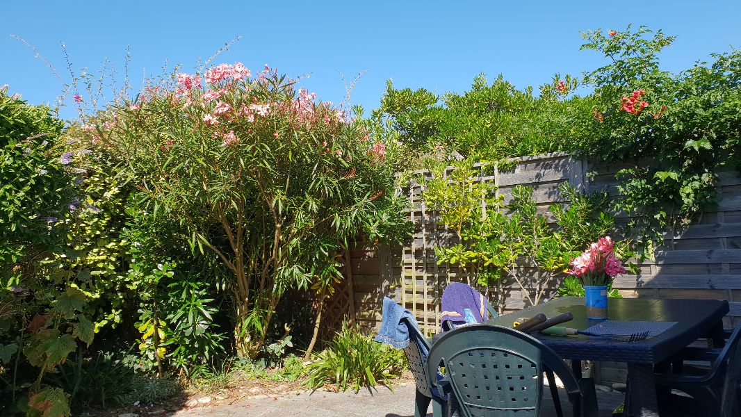 Photo 9 : JARDIN d'une maison située à Ars en Ré, île de Ré.