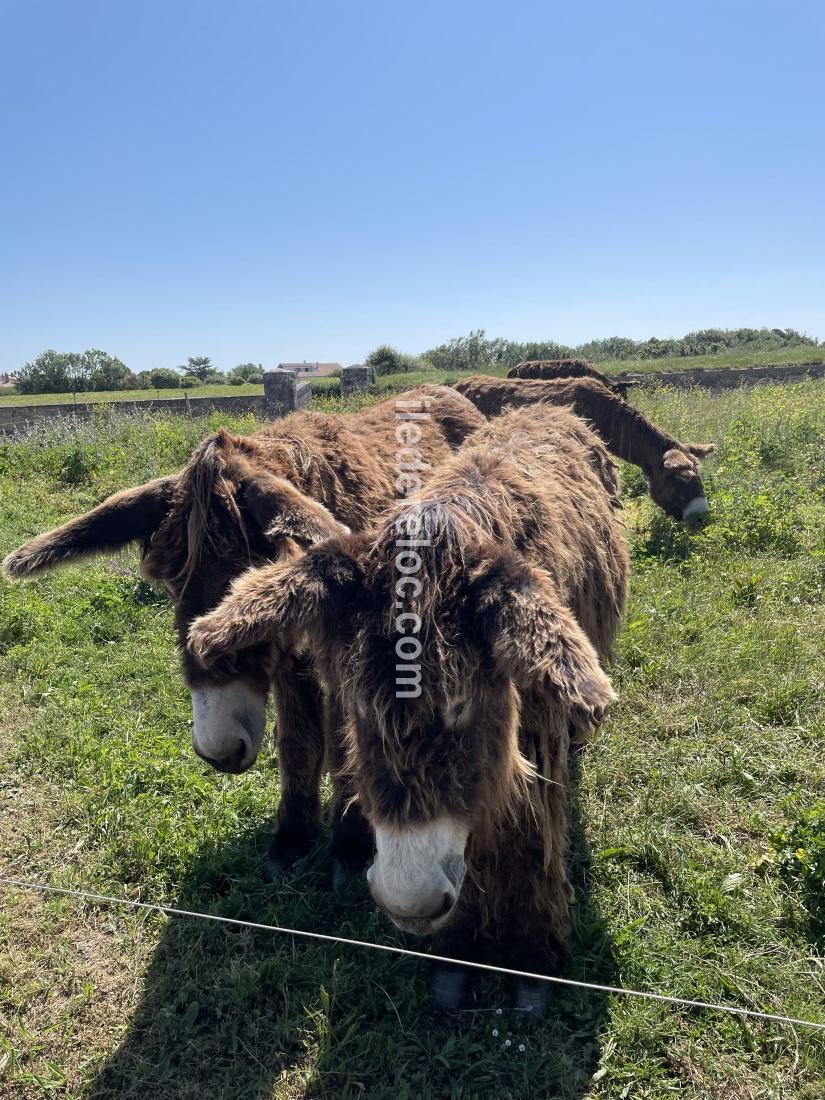Photo 20 : NC d'une maison situ&eacute;e &agrave; Sainte-Marie-de-R&eacute;, &icirc;le de R&eacute;.