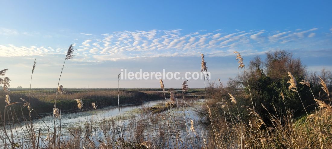 Photo 32 : NC d'une maison située à Les Portes-en-Ré, île de Ré.