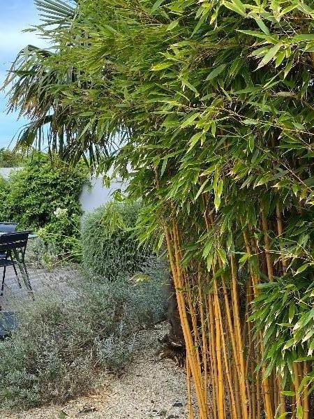 Photo 26 : PATIO d'une maison située à Le Bois-Plage-en-Ré, île de Ré.