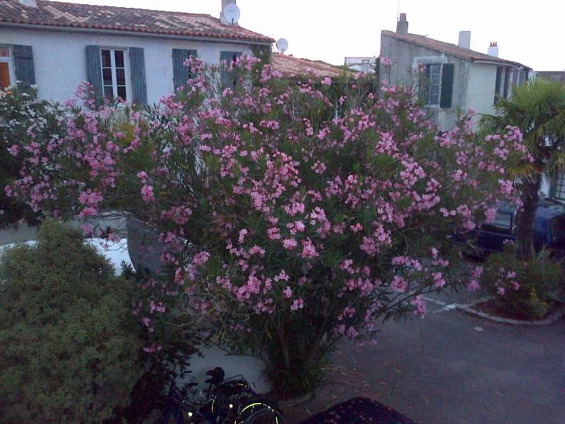 Photo 18 : NC d'une maison située à La Couarde-sur-mer, île de Ré.