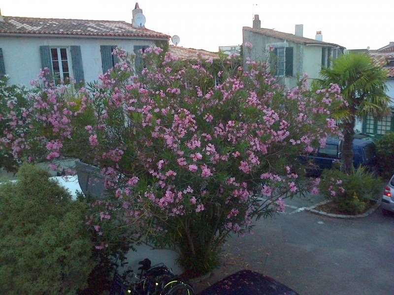 Photo 16 : NC d'une maison située à La Couarde-sur-mer, île de Ré.