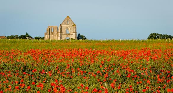 Photo 20 : NC d'une maison située à La Flotte-en-Ré, île de Ré.