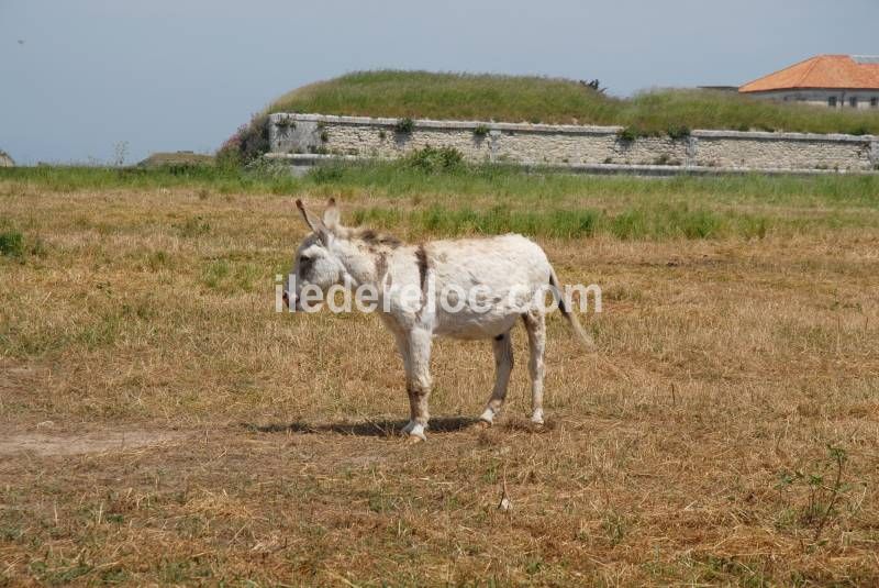 Photo 40 : NC d'une maison située à Sainte-Marie-de-Ré, île de Ré.