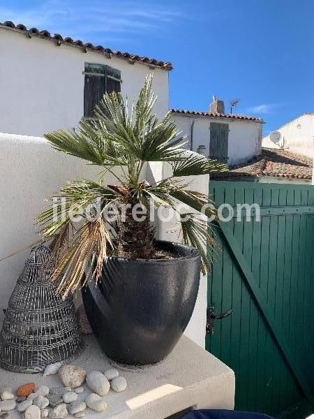 Photo 18 : PATIO d'une maison située à Saint-Clément-des-Baleines, île de Ré.