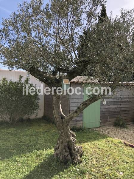 Photo 3 : JARDIN d'une maison située à Le Bois-Plage-en-Ré, île de Ré.