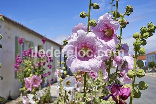 Photo 61 : AUTRE d'une maison située à Sainte-Marie, île de Ré.