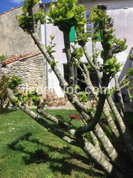 Photo 20 : NC d'une maison située à Sainte-Marie-de-Ré, île de Ré.