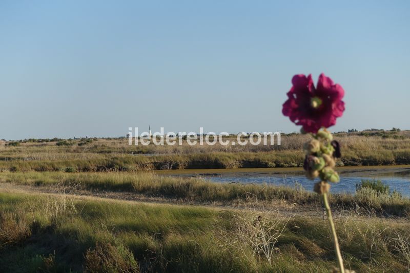 Photo 35 : NC d'une maison située à Ars en Ré, île de Ré.