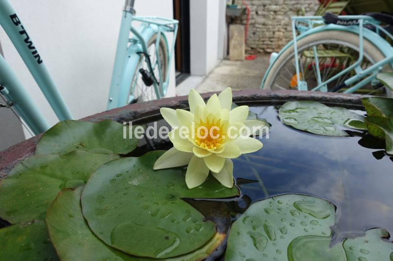 Photo 2 : NC d'une maison située à Ars en Ré, île de Ré.