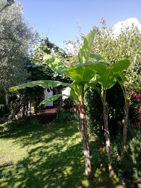 Photo 7 : JARDIN d'une maison située à Sainte-Marie-de-Ré, île de Ré.