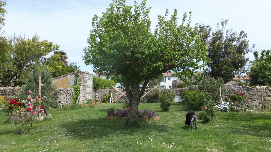 Photo 17 : JARDIN d'une maison située à Ars en Ré, île de Ré.