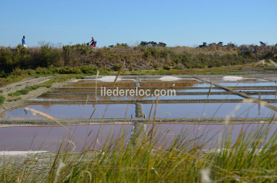 Photo 14 : NC d'une maison située à Saint-Clément-des-Baleines, île de Ré.