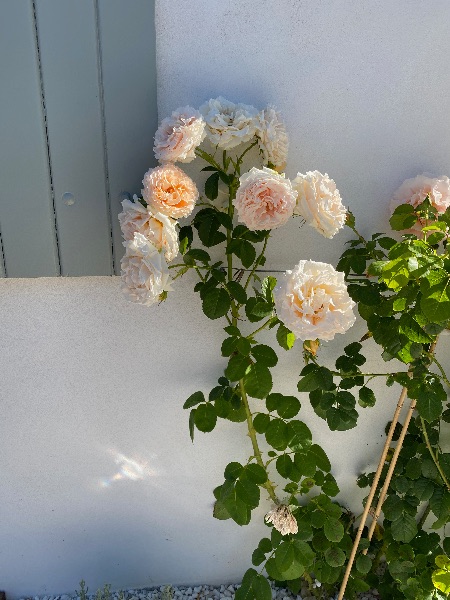 Photo 51 : JARDIN d'une maison située à Sainte-Marie, île de Ré.