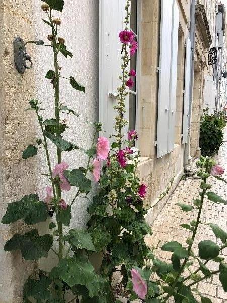 Photo 50 : NC d'une maison située à Saint-Martin-de-Ré, île de Ré.