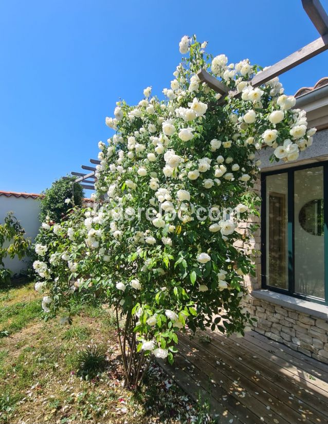 Photo 33 : JARDIN d'une maison située à La Couarde-sur-mer, île de Ré.