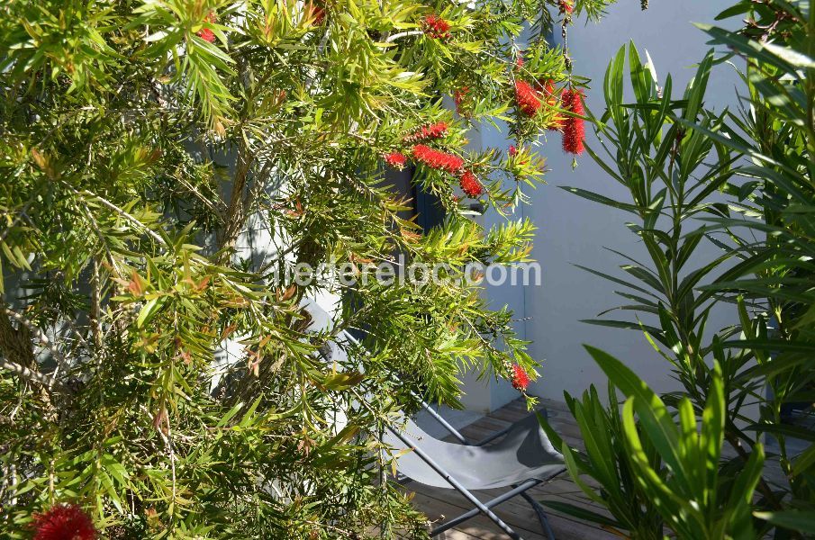 Photo 23 : TERRASSE d'une maison située à Sainte-Marie-de-Ré, île de Ré.