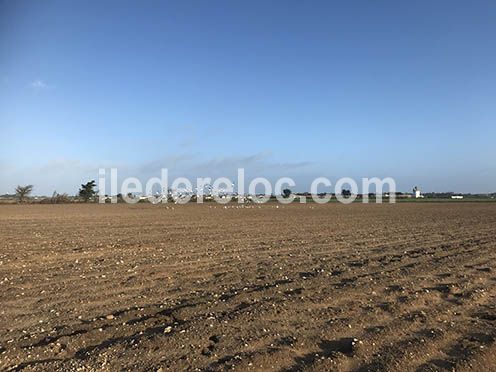 Photo 22 : EXTERIEUR d'une maison située à Saint-Clément-des-Baleines, île de Ré.