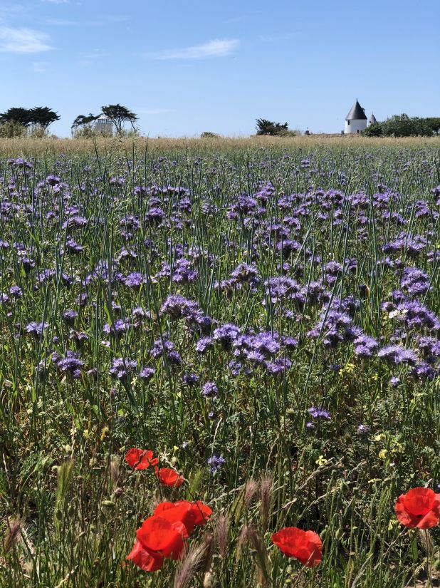 Photo 47 : NC d'une maison située à La Couarde-sur-mer, île de Ré.