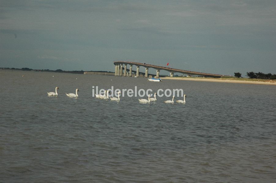Photo 9 : NC d'une maison située à Rivedoux-Plage, île de Ré.