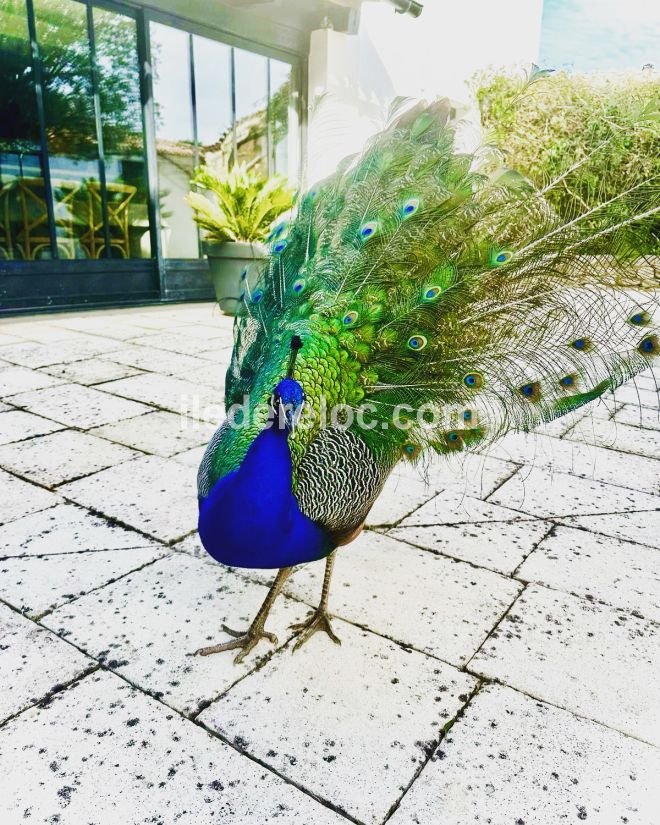 Photo 108 : PATIO d'une maison située à Le Bois-Plage-en-Ré, île de Ré.