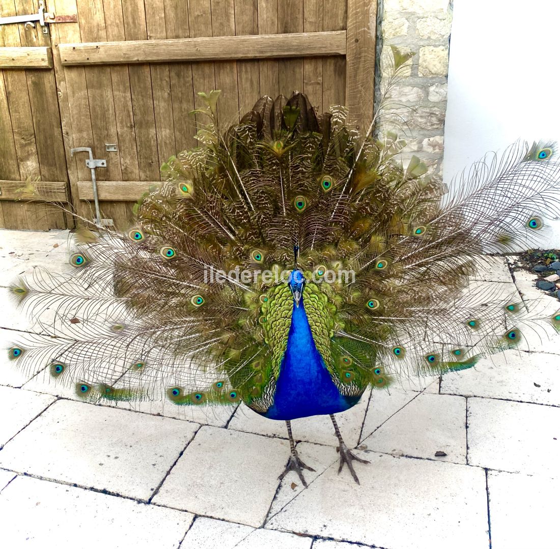 Photo 109 : PATIO d'une maison située à Le Bois-Plage-en-Ré, île de Ré.
