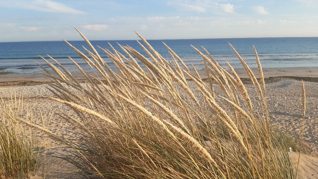 Photo 18 : EXTERIEUR d'une maison située à Le Bois-Plage-en-Ré, île de Ré.