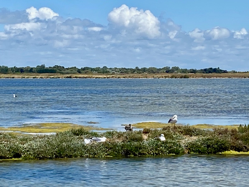 Photo 34 : NC d'une maison située à Loix, île de Ré.