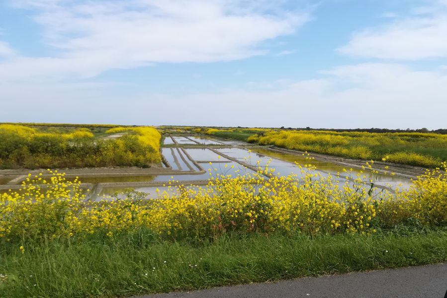 Photo 11 : NC d'une maison situ&eacute;e &agrave; Loix, &icirc;le de R&eacute;.