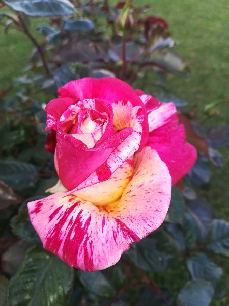 Photo 9 : NC d'une maison situ&eacute;e &agrave; Loix, &icirc;le de R&eacute;.
