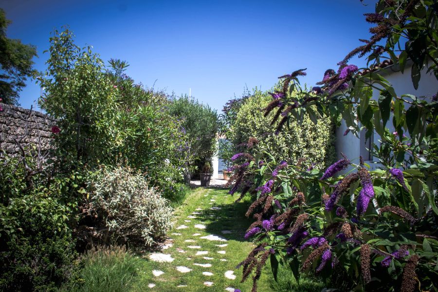 Photo 8 : JARDIN d'une maison située à Rivedoux-Plage, île de Ré.