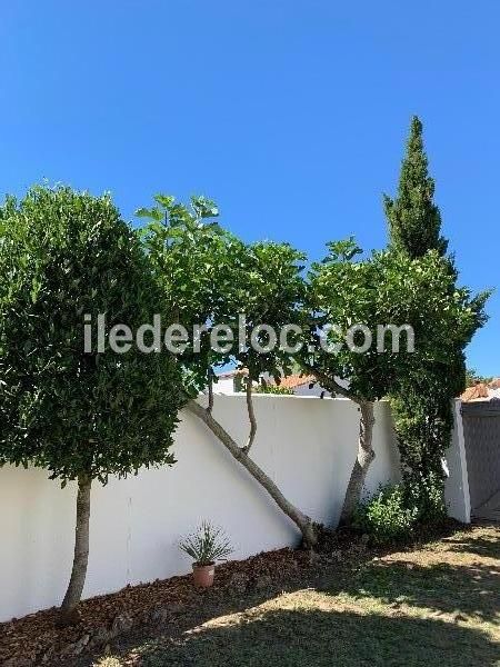 Photo 5 : JARDIN d'une maison située à Les Portes-en-Ré, île de Ré.