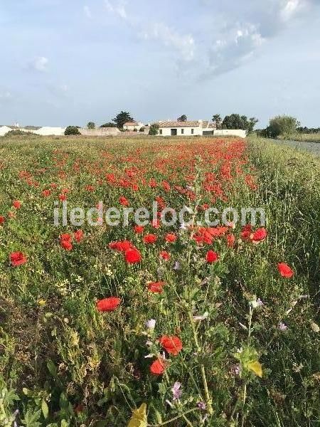 Photo 14 : AUTRE d'une maison située à Saint-Clément-des-Baleines, île de Ré.