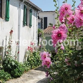 Photo 62 : NC d'une maison située à La Flotte-en-Ré, île de Ré.