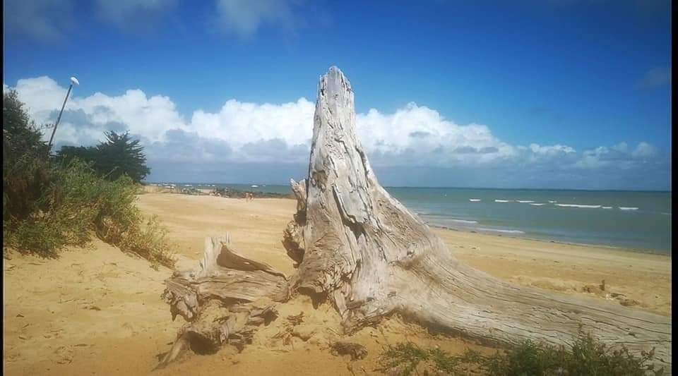 Photo 30 : NC d'une maison située à Le Bois-Plage-en-Ré, île de Ré.