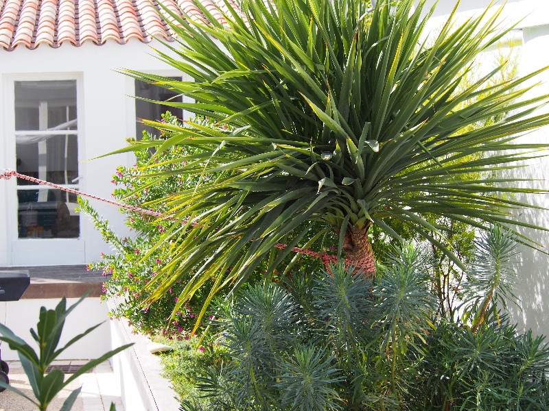 Photo 36 : NC d'une maison située à Le Bois-Plage-en-Ré, île de Ré.