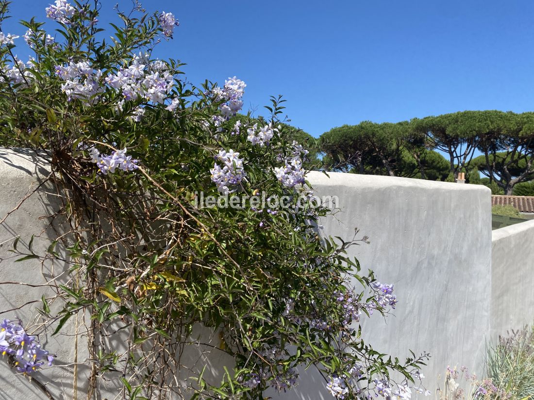 Photo 44 : EXTERIEUR d'une maison situ&eacute;e &agrave; Le Bois-Plage-en-R&eacute;, &icirc;le de R&eacute;.