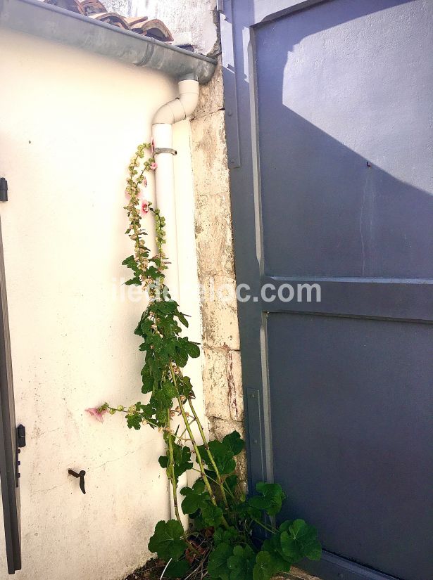 Photo 46 : EXTERIEUR d'une maison située à La Flotte-en-Ré, île de Ré.