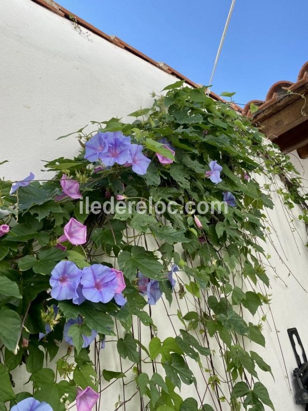 Photo 12 : PATIO d'une maison située à Loix, île de Ré.