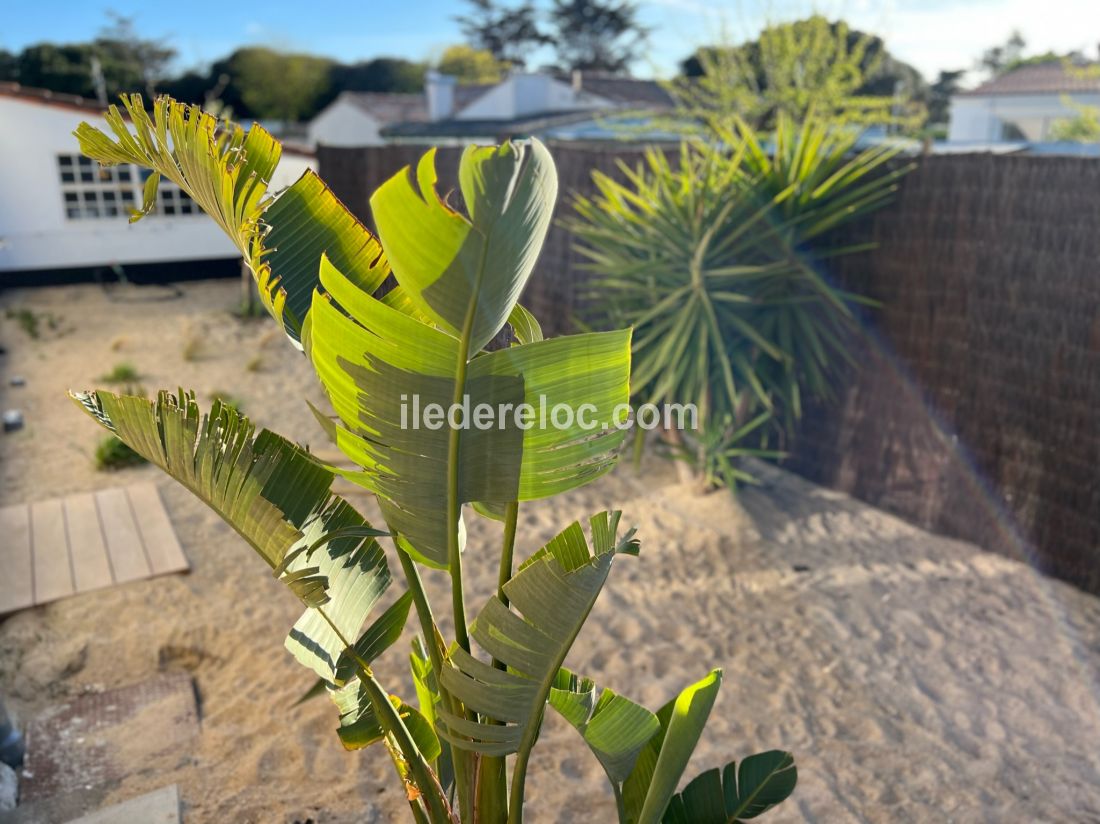 Photo 102 : NC d'une maison située à La Couarde-sur-mer, île de Ré.