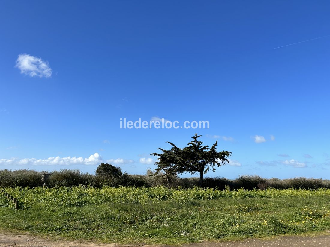 Photo 31 : EXTERIEUR d'une maison située à Sainte-Marie-de-Ré, île de Ré.