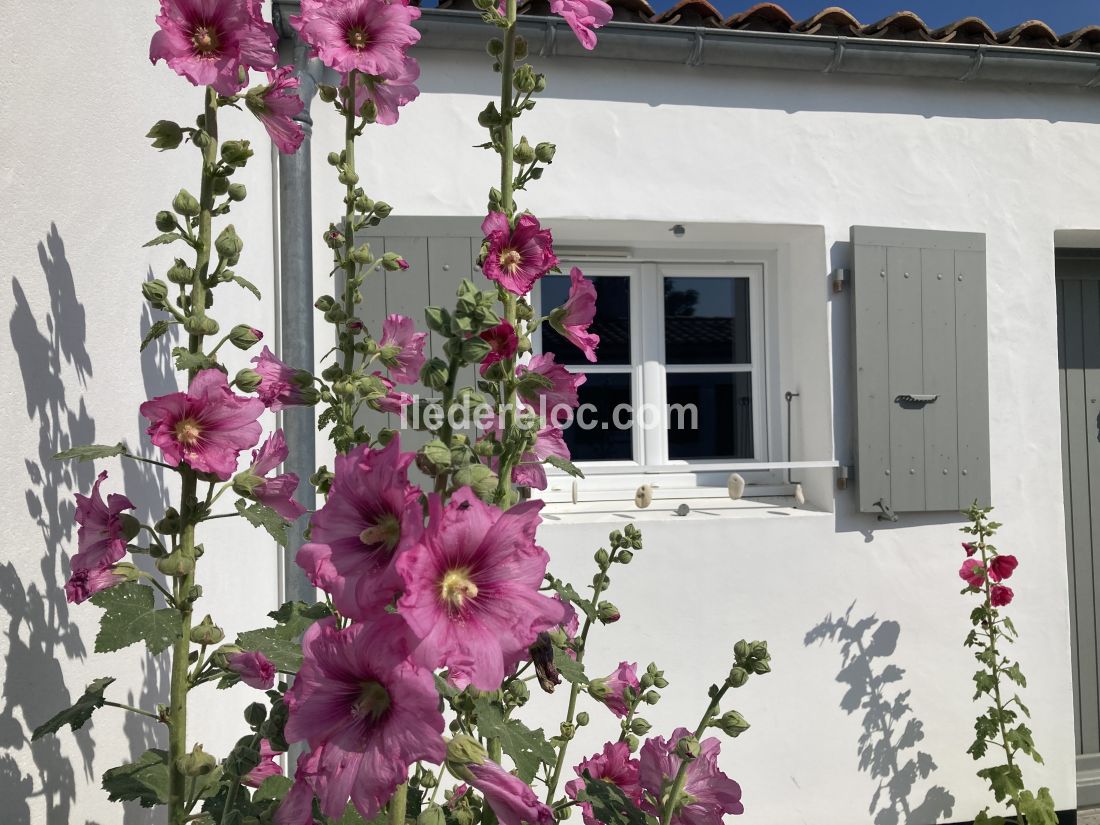Photo 2 : EXTERIEUR d'une maison située à Saint-Martin-de-Ré, île de Ré.