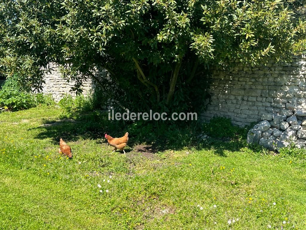 Photo 13 : NC d'une maison située à La Flotte-en-Ré, île de Ré.