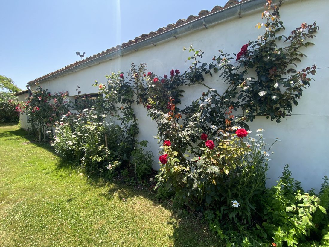 Photo 16 : NC d'une maison située à Ars en Ré, île de Ré.