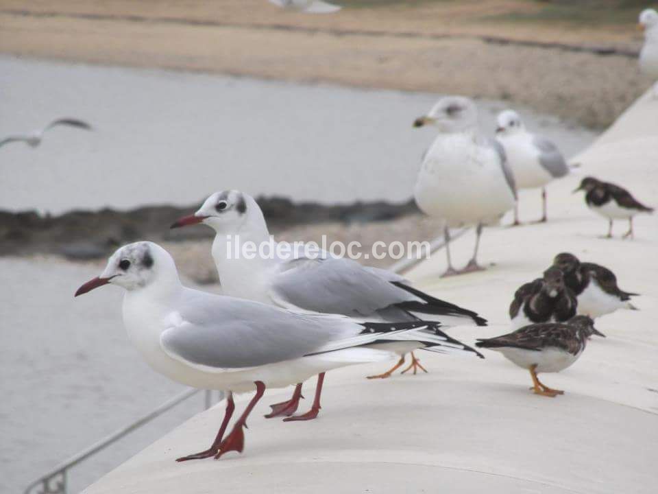 Photo 43 : NC d'une maison situ&eacute;e &agrave; La Flotte-en-R&eacute;, &icirc;le de R&eacute;.